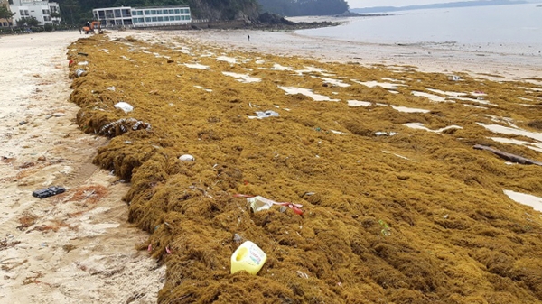 이달 초 연포해수욕장에서 ‘괭생이모자반’을 수거하는 모습.