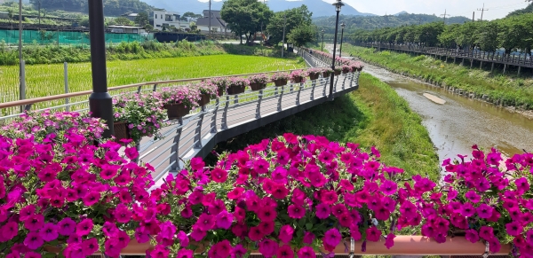 금산천 사피니아 데크길 조성 모습