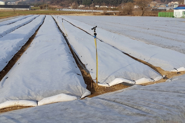 겨울철 마늘포장관리(부직포 덮은모습)