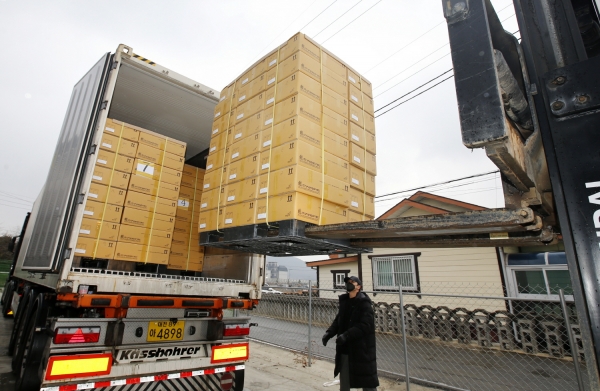 호접란 미국수출 출하 모습