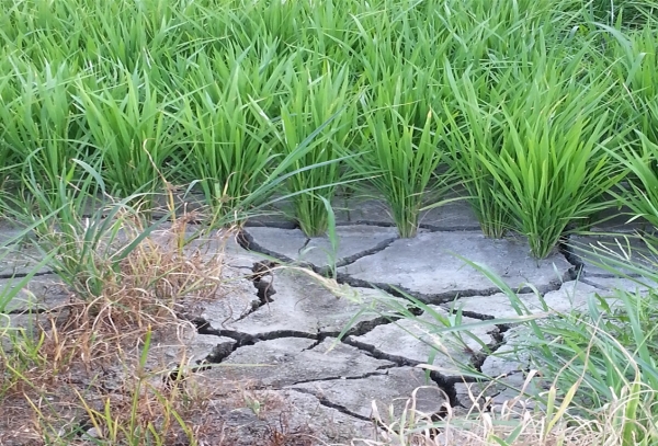 가뭄 피해 모습