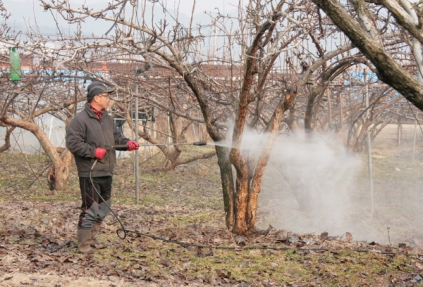 배나무 조피 제거 모습