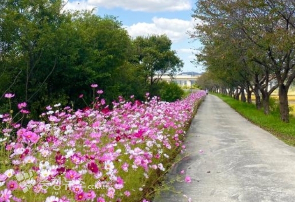 곡교천 산책로 일대에서 환경정화활동<br>