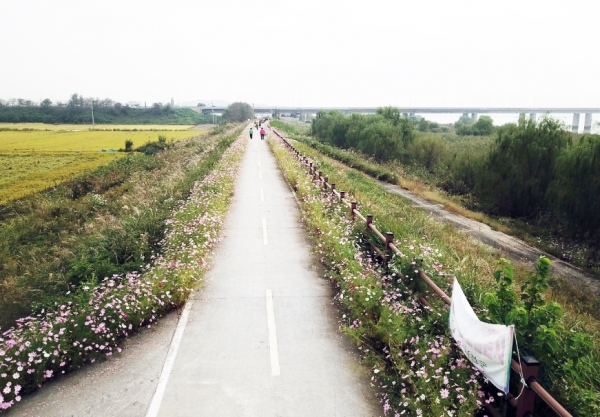 금강변 코스모스길 조성 모습