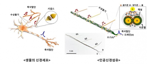 생물의 신경세포(왼쪽)와 인공신경섬유 비교