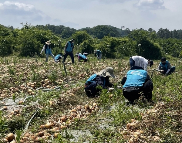 공사는 인력난을 겪고 있는 고령농가를 중심으로 양파와 마늘 수확 등 수작업이 필요한 활동을 지원