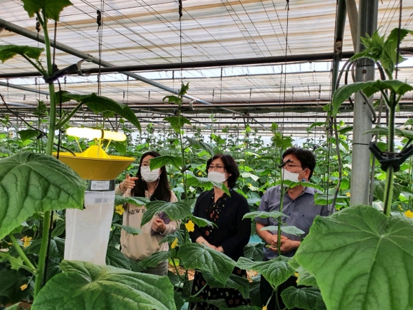 세종시 농업기술센터는 오이연구회 회원 농가를 대상으로 광유인트랩과 점착트랩을 시범 적용했다.