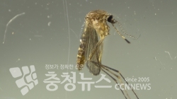 작은빨간집모기