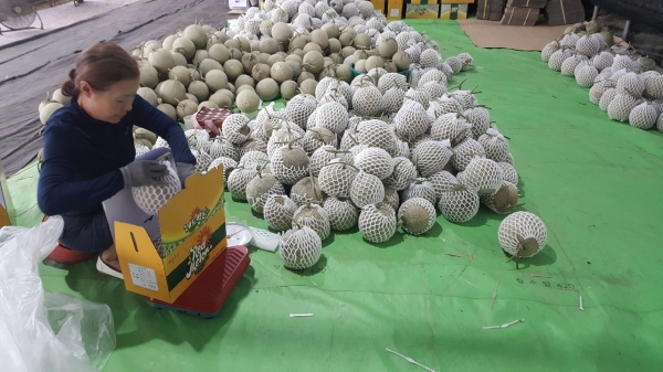 본격 출하를 시작한 수신 가을멜론