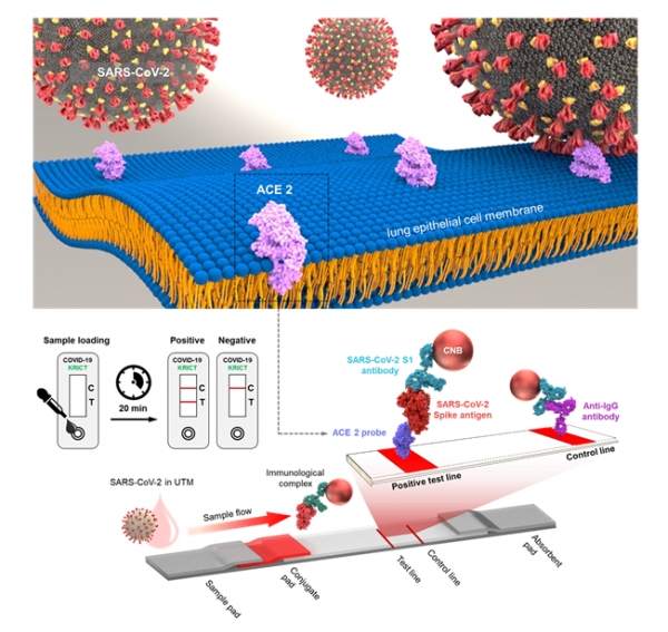 코로나19 바이러스 인체 감염 수용체인 ACE2와 항체 세트를 이용한 코로나19 항원 면역진단 기술