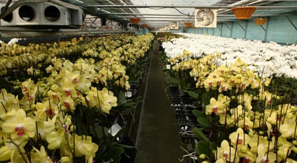 화훼온실 내부 지열냉난방시설 전경