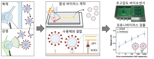 코로나바이러스의 감염 통로 수용체인 ACE2를 활용한 초고감도 반도체 바이오센서 플랫폼 개발을 통한 코로나바이러스 검출과정.