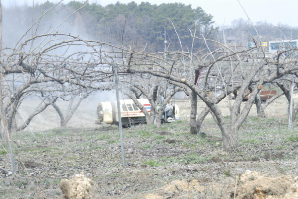 과수 월동병해충 방제 모습