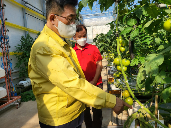 토마토 농가 방문 사진 * 한국농수산식품유통공사 김춘진 사장(좌측)