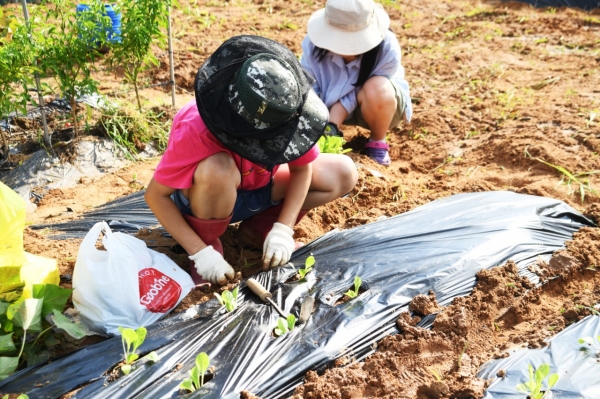 도시농부학교-텃밭활동