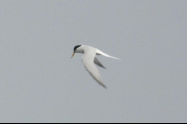 쇠제비갈매기 모습