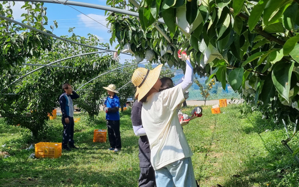 나주지역 배 농가 일손돕기 현장사진