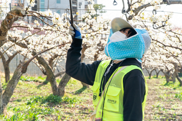 선문대 학생이 일손이 부족한 배 농가를 찾아 배꽃 화접 봉사를 하고 있다