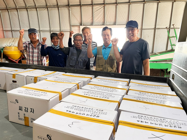 가을재배 추백 씨감자 공급 사진