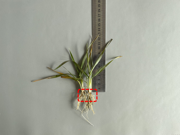 새뿌리 발생 모습