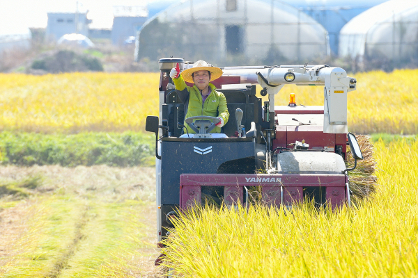 최민호 시장, 콤바인에 탑승해 직접 벼 수확