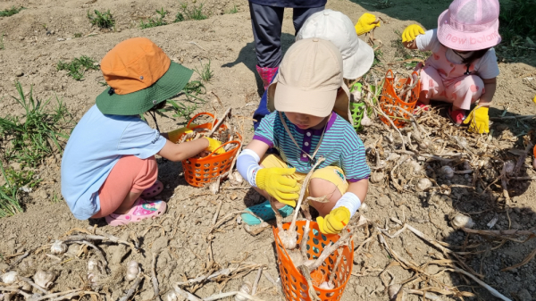 해밀유치원 유아들이 세종유아생태체험센터 인근 밭에서 마늘을 수확하고 있다.