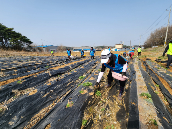 농협충남세종본부는 김종수 농협홍성군지부장, 최신식 장곡농협조합장, 전용란 농가주부모임 홍성군연합회장 등 40여명이 참여한 가운데 영농폐기물 수거 봉사활동