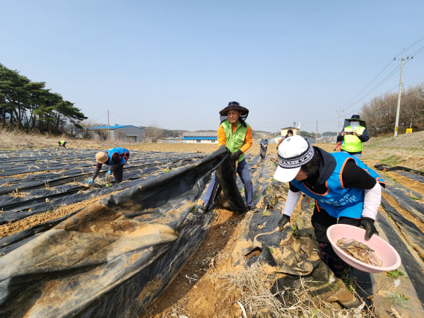 영농폐기물 수거 농촌일손돕기 봉사활동 진행 모습