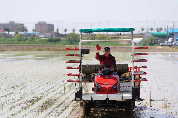 12일 이완섭 시장, 모내기 시연 모습