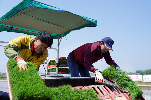 12일 이완섭 시장, 모내기 시연 모습