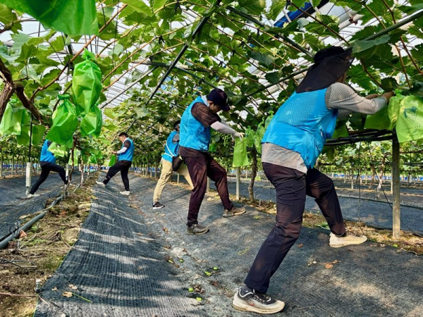 14일, 대전 서구 용계동 소재 샤인머스켓 포도 재배 농가 일손돕기 현장 모습