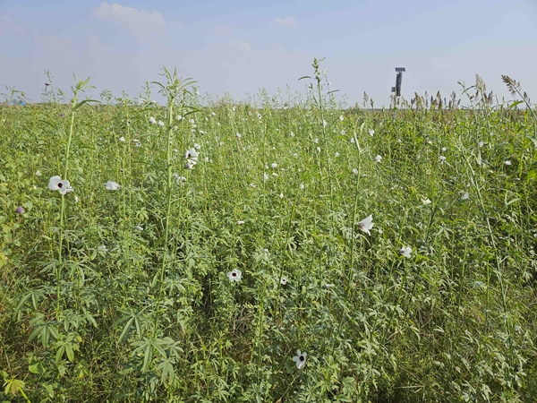 한국원자력연구원 첨단방사선연구소(정읍)가 방사선 육종을 통해 케나프 신품종을 개발했다.