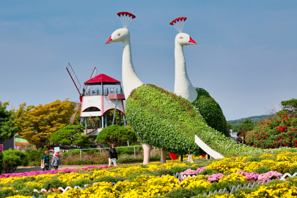 태안 가을꽃박람회