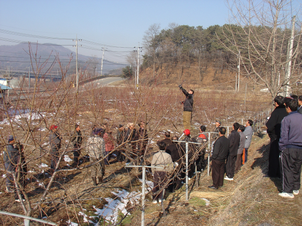 복숭아나무 전정 모습
