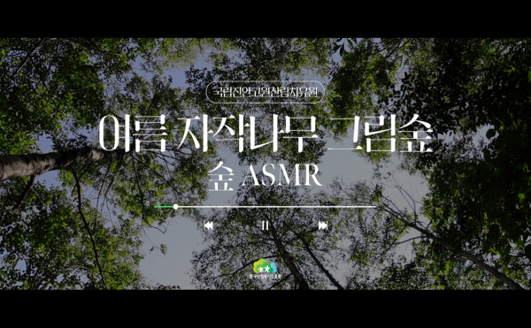 국립진안고원산림치유원 여름 자작나무 그림숲 숲 ASMR