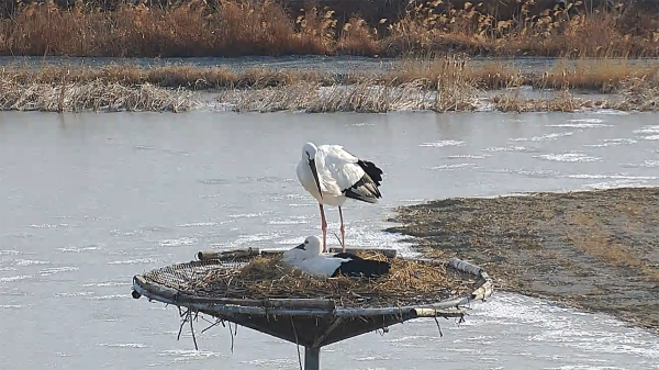 알을 품고 있는 황새 암컷과 이를 지키고 있는 황새 수컷 모습