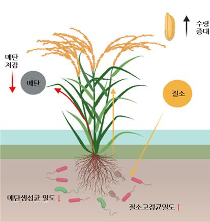 저메탄 벼 ‘감탄’의 유전자–미생물 상호작용 모식도