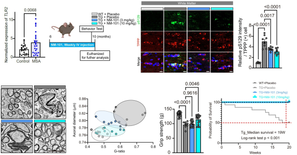 다계통 위축증 동물 모델에서 톨유사수용체2 항체에 의한 병리현상 조절 규명