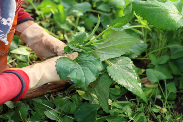 지난 16일 남면 원청리에서 취나물을 수확하는 모습.
