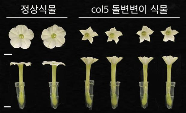 COL5 유전자에 의해 조절되는 코요태담배 꽃의 리듬