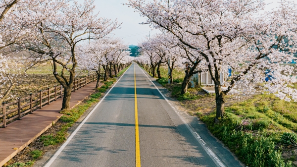 지난해 주산벚꽃축제 모습