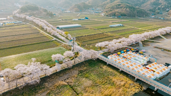 지난해 주산벚꽃축제 모습