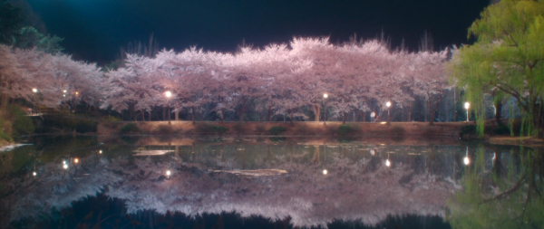 JTBC 드라마 ‘경도를 기다리며’에 등장한 호서대 벚꽃 야경