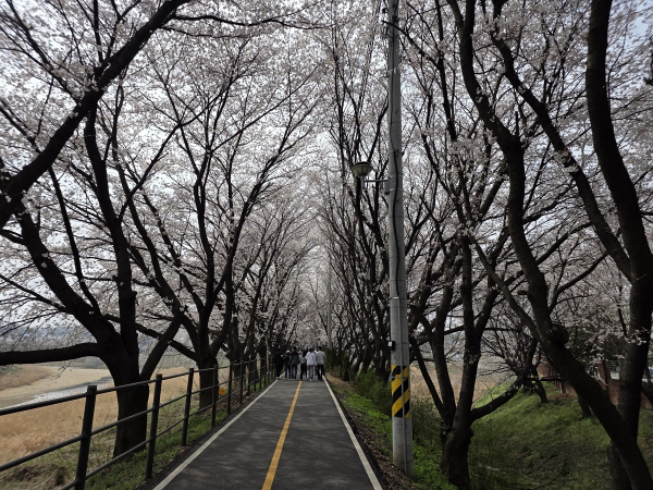 조치원 봄꽃 축제