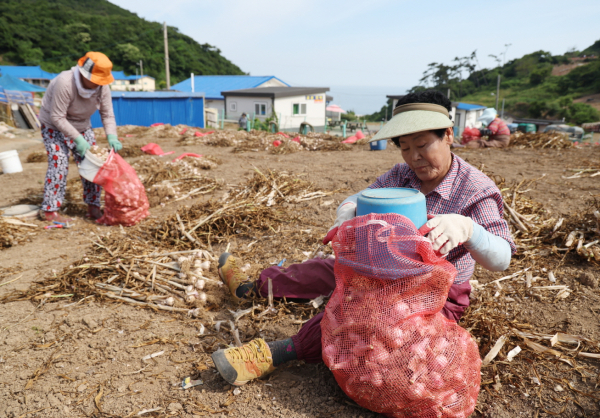 가의도 육쪽마늘 종구수확