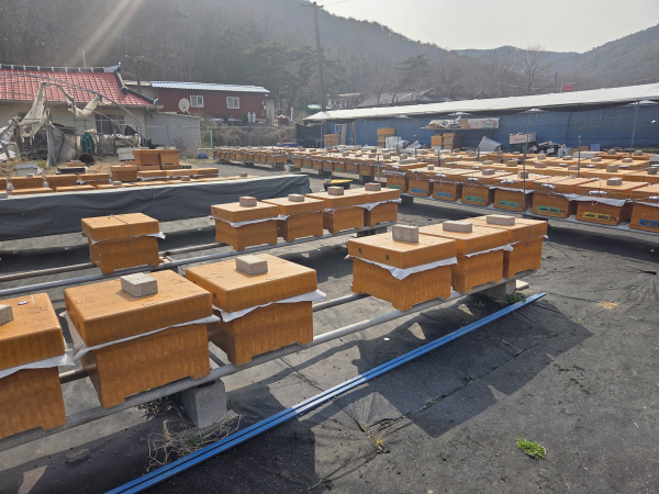 양봉 사육장 전경