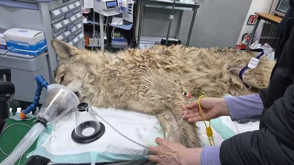 동물원을 탈출했던 늑대 '늑구'가 17일 새벽 포획돼 수의사에게 진료받고 있다. / 대전시 및 오월드 제공