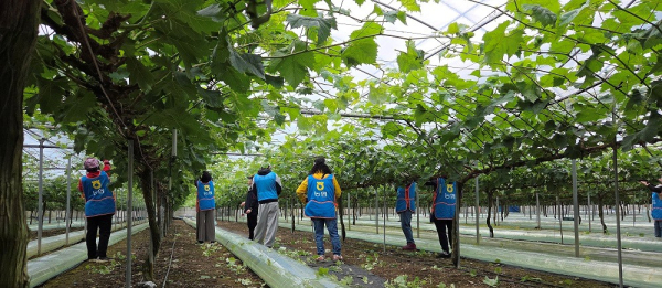 대전 동구 삼괴동 포도농가를 찾아 농촌일손 돕기 봉사 모습