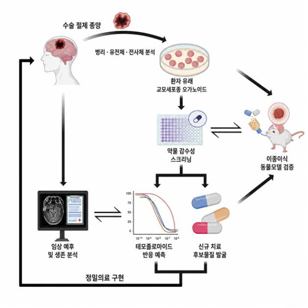 환자 유래 교모세포종 오가노이드를 이용한 항암제 신속 감수성 검사 및 신약 개발 과정