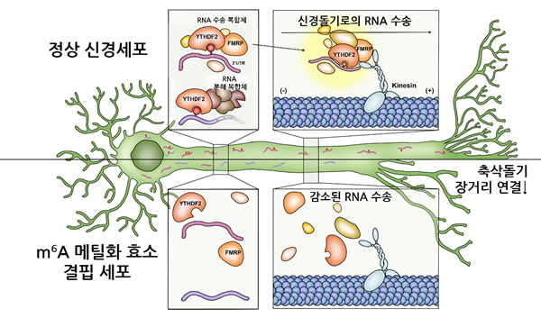 연구모식도